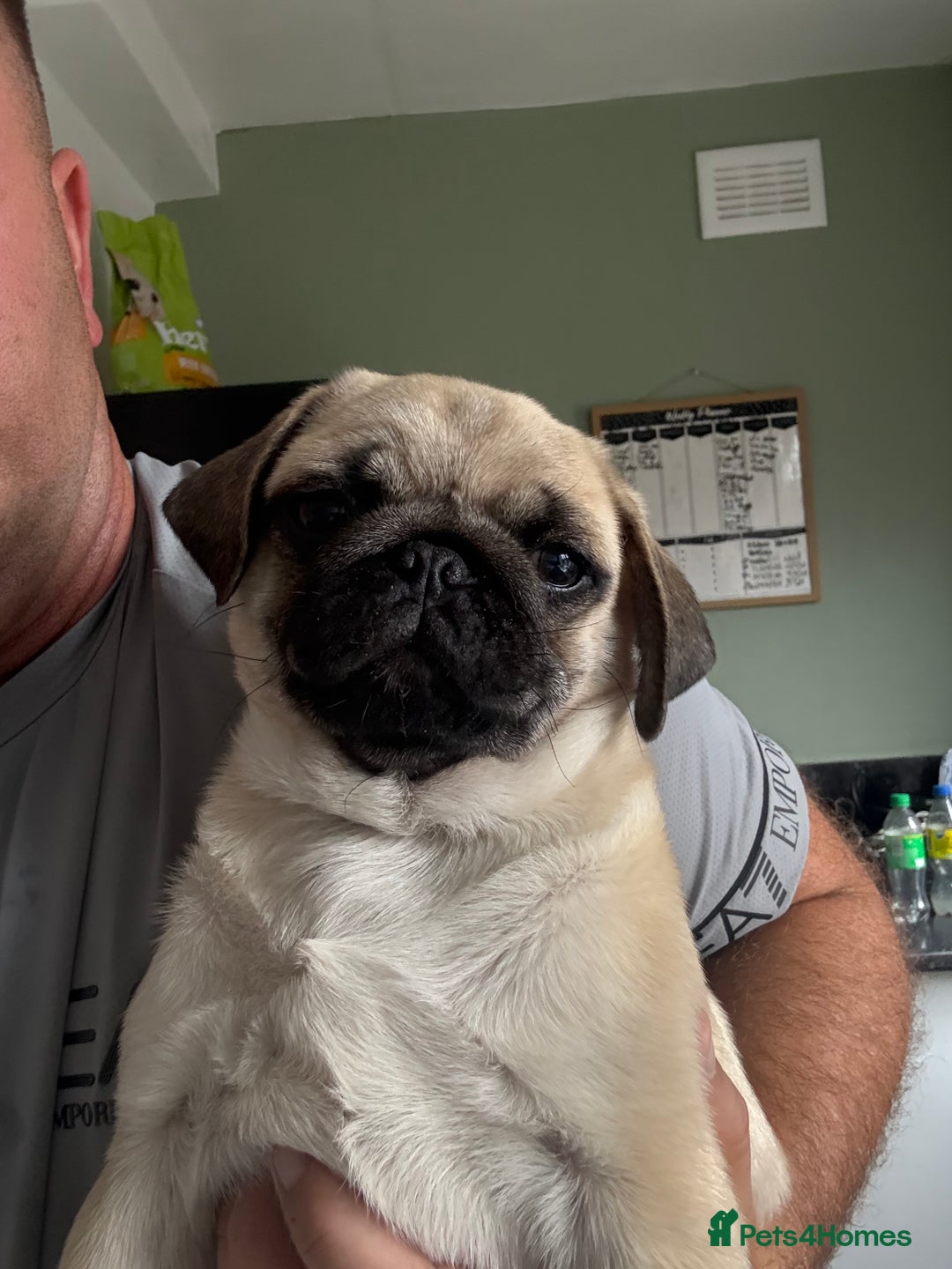 Pug dogs for sale: Pug puppy for sale  - Image 3