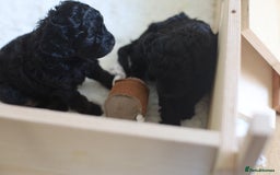 Cavapoo dogs for sale: LAST Black (tan paws/muzzle) F1 Cavapoo Dog Puppy - Image 15