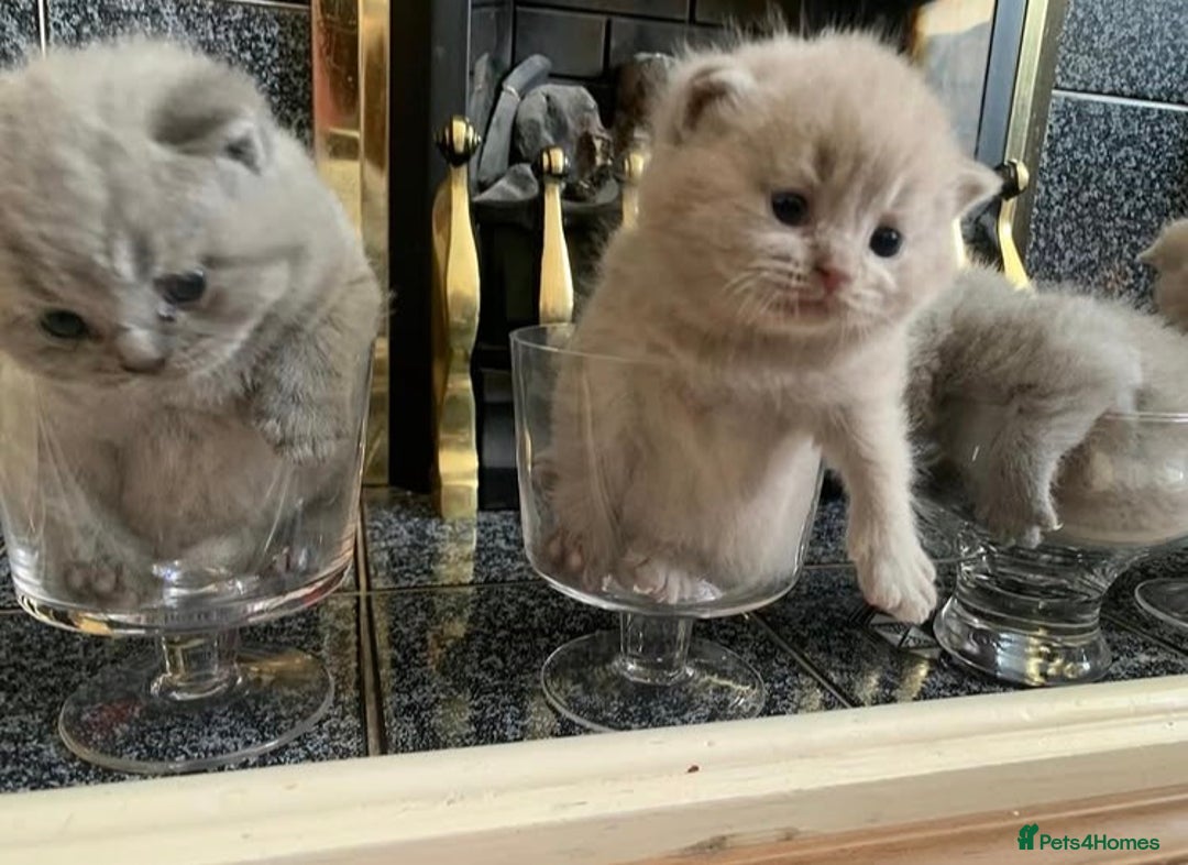 British Shorthair cats for sale: Stunning British Shorthair ready to reserve  - Image 21