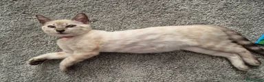 Bengal 2