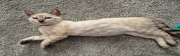 Bengal cats for sale: Bengal x Siamese Kittens  - Advert 5