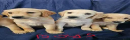 Golden Retriever dogs for sale: Golden retriever puppies in Seaham - Advert 4