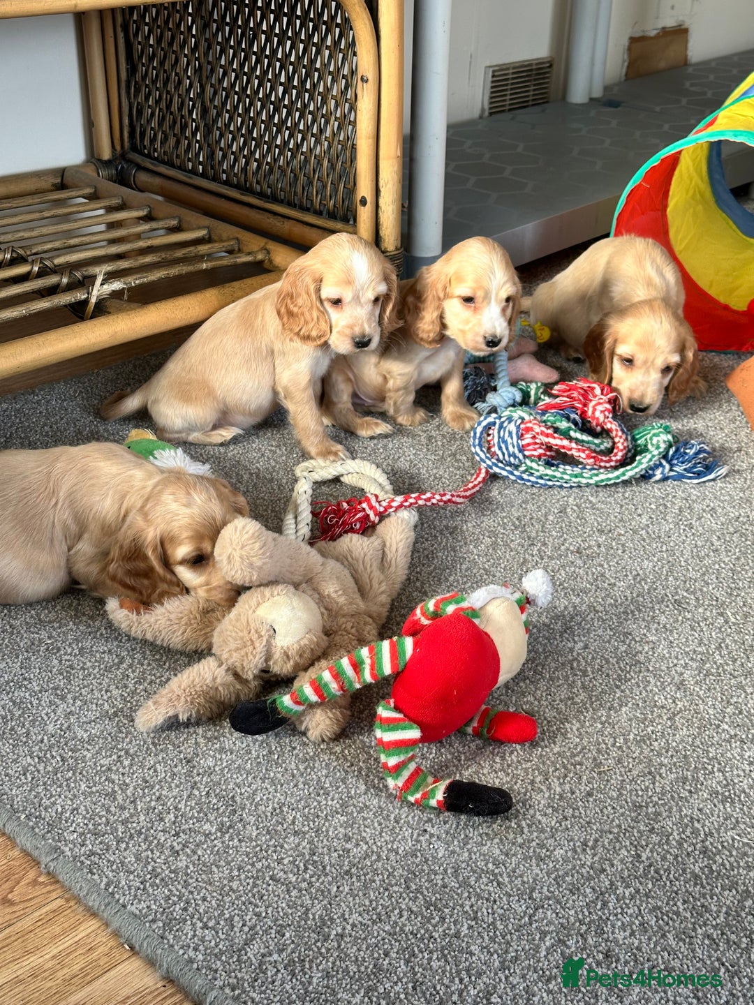 Cocker Spaniel dogs for sale: Beautiful gold cocker puppies - Image 1