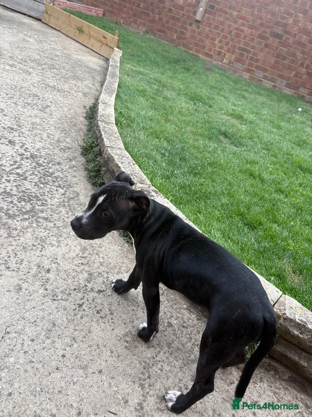 Staffordshire Bull Terrier dogs for sale: 15-Week-Old Female Staffy puppy in Maidenhead - Advert 7