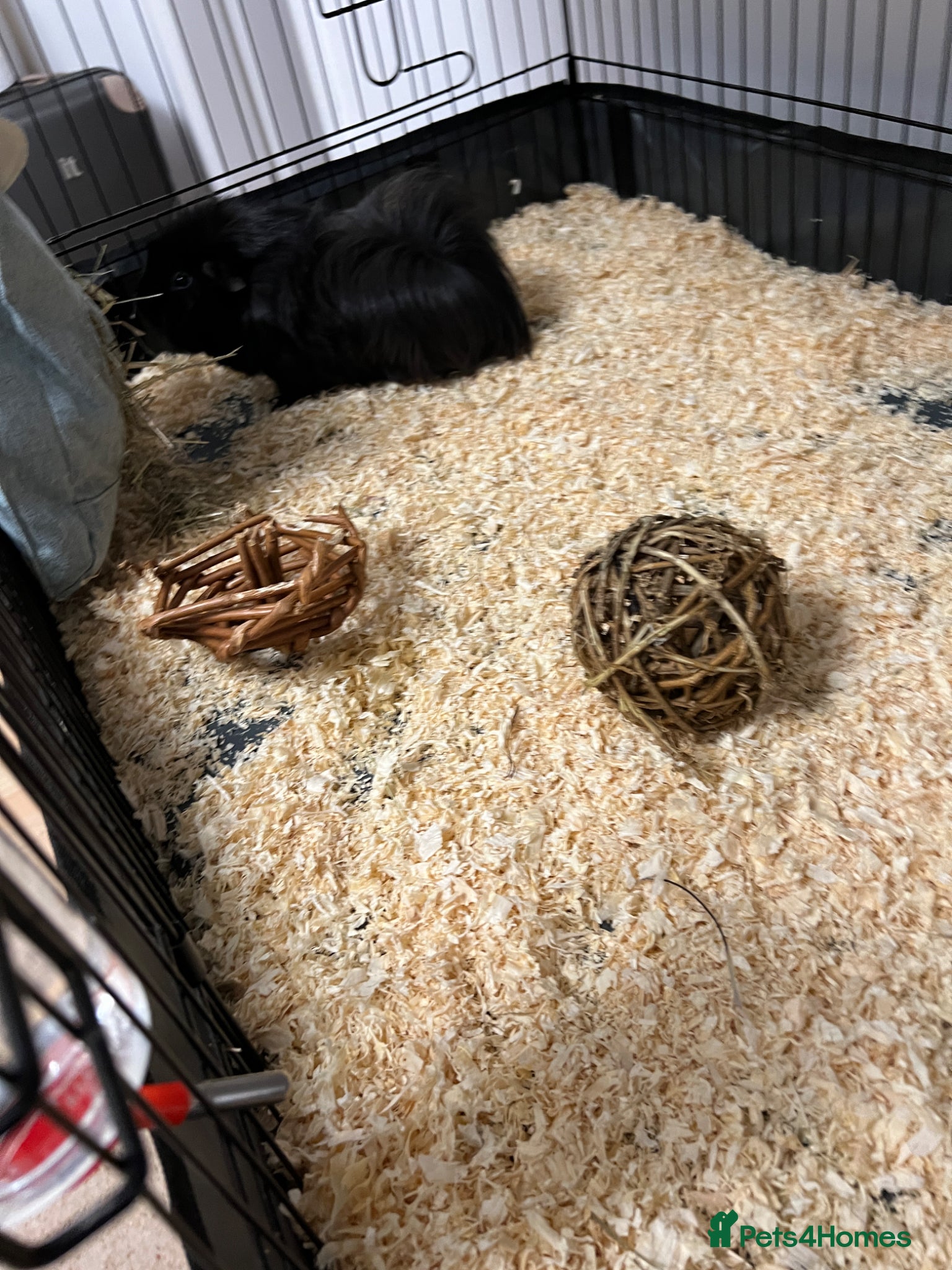 Guinea Pig rodents guinea pig male - Advert 2