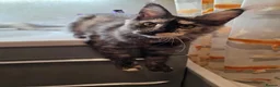 Maine Coon cats for sale: 🐾 Stunning GCCF registered Maine Coon kittens 💕 - Advert 9