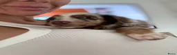 Chiweenie dogs for sale: Miniature dachshund cross Chihuahua Chiweenies in Corby - Advert 1
