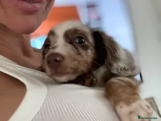 Chiweenie dogs for sale: Miniature dachshund cross Chihuahua Chiweenies - Advert 1
