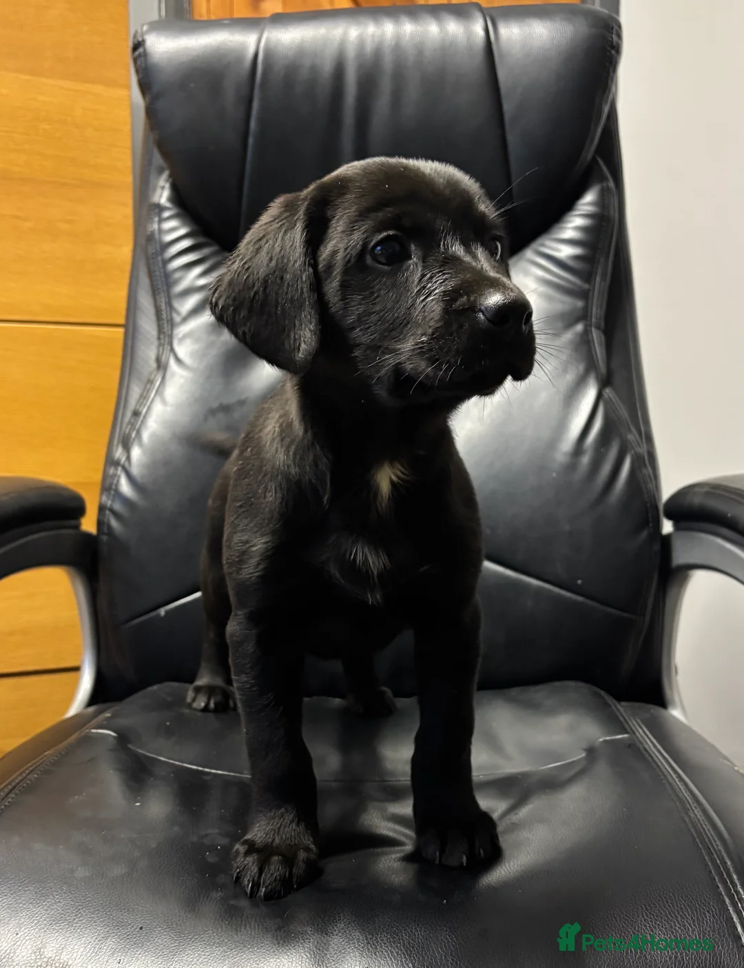 Borador dogs for sale: Gorgeous puppies - Advert 5