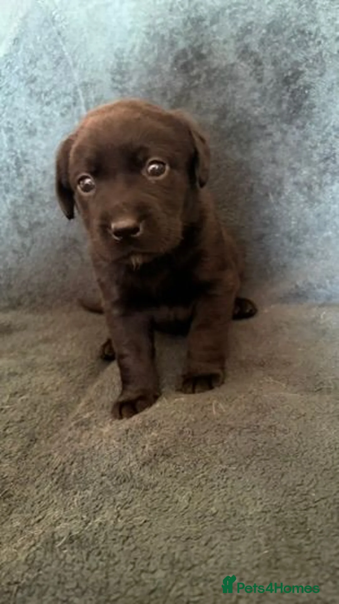 Labrador Retriever dogs for sale: Macy's Litter - Advert 2