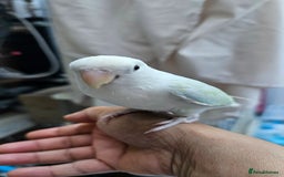 Lovebirds birds for sale: Extremely tamed lovebird  - Image 4