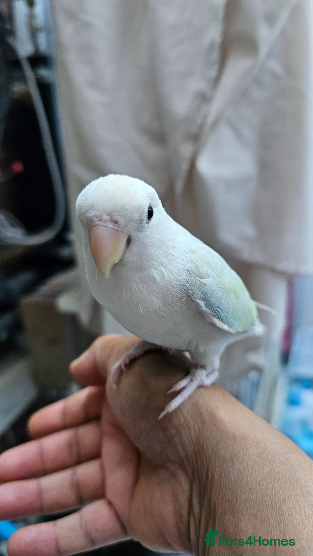 Lovebirds birds for sale: Extremely tamed lovebird  - Image 4