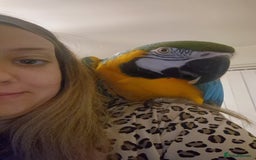 Macaws birds for sale: Blue & Gold Male Macaw - Image 14