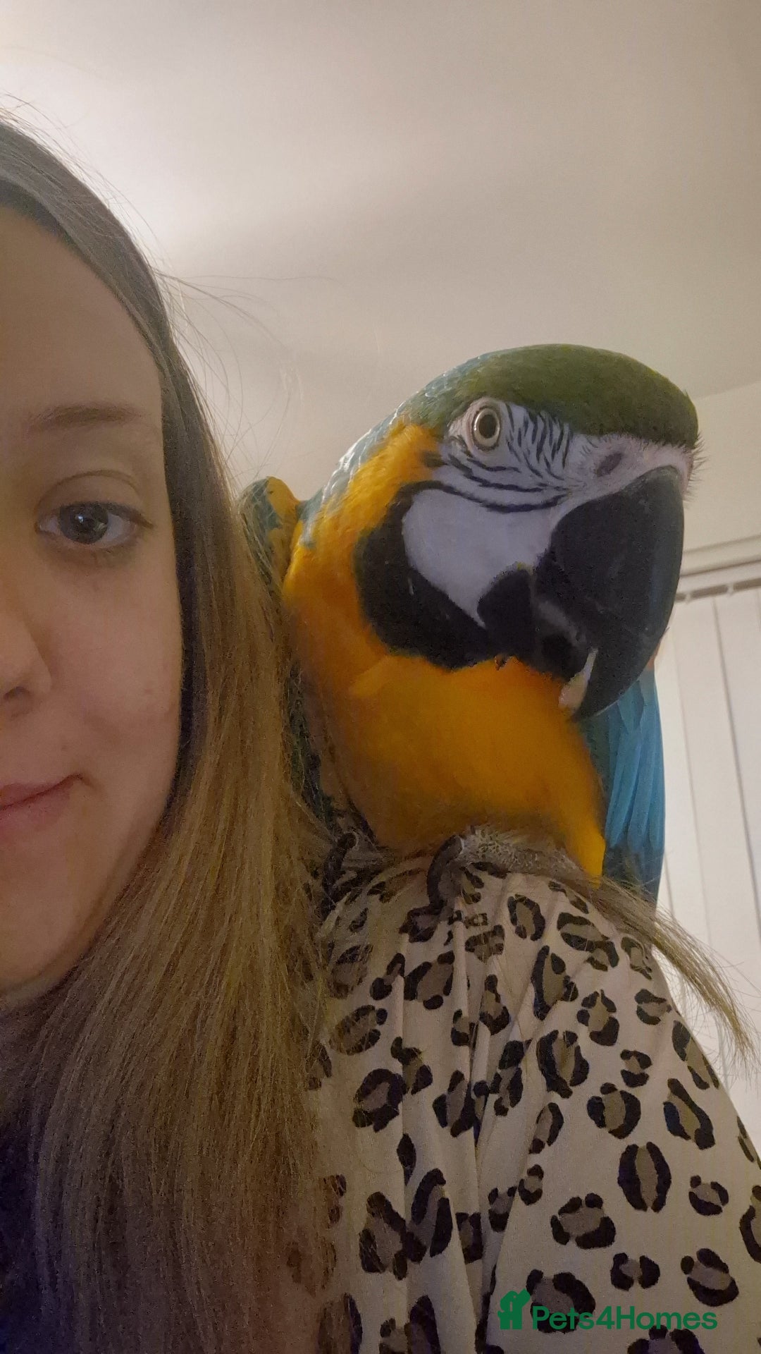 Macaws birds for sale: Blue & Gold Male Macaw - Image 14