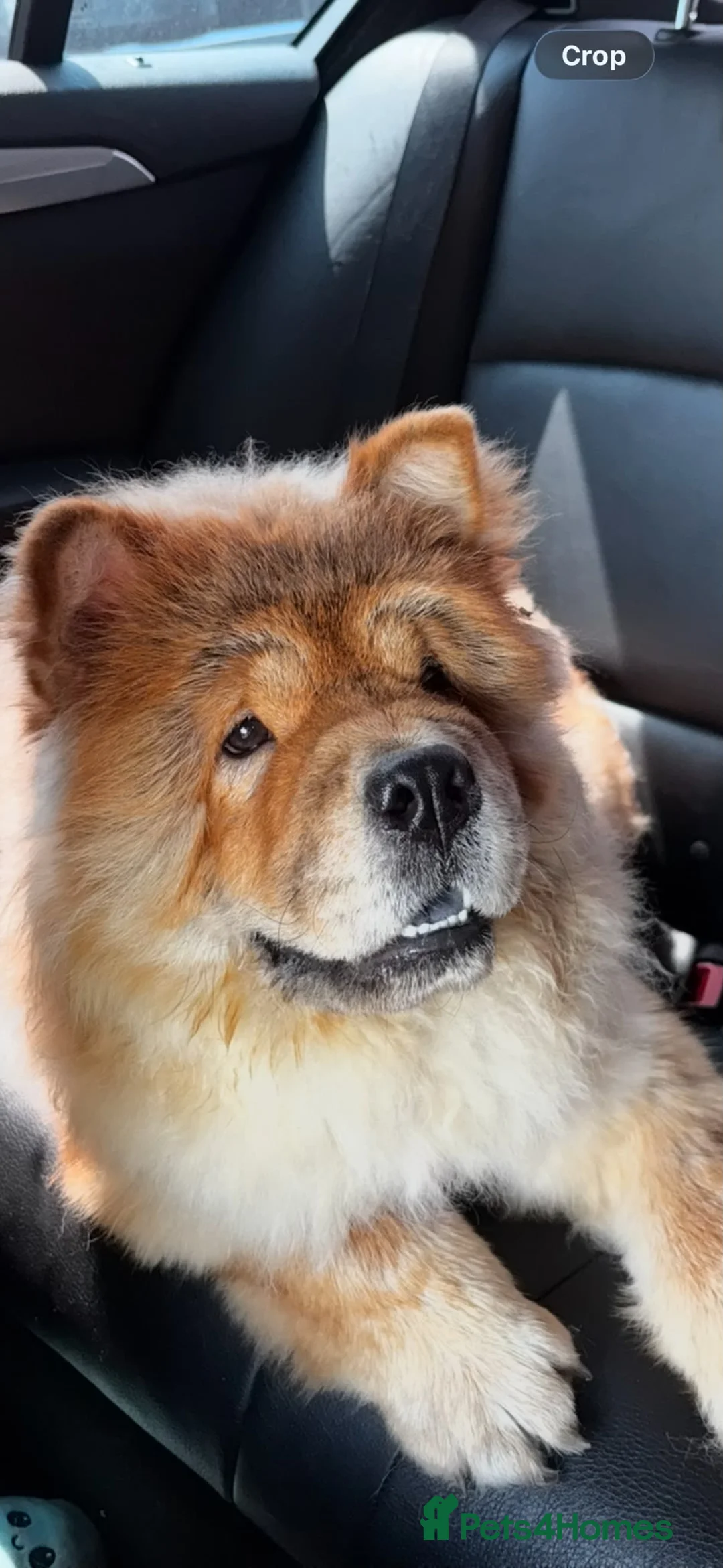 Chow Chow dogs for sale: Female chow - Advert 3