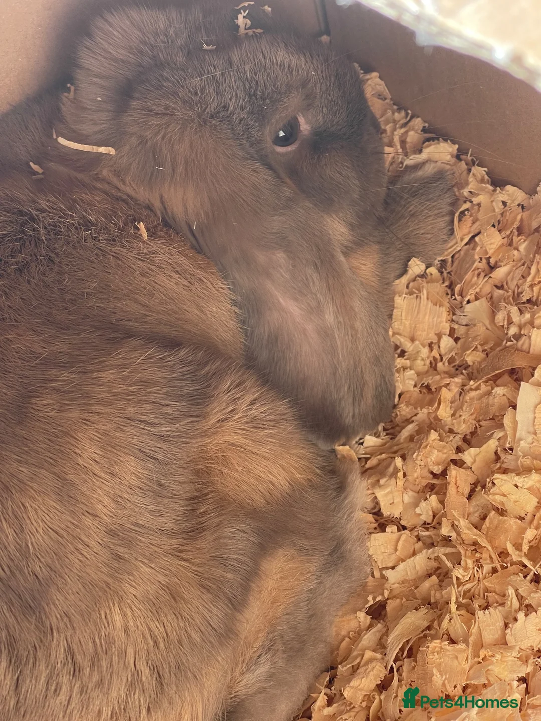English Lop rabbits for sale: Indoor Show Bunny - Advert 4