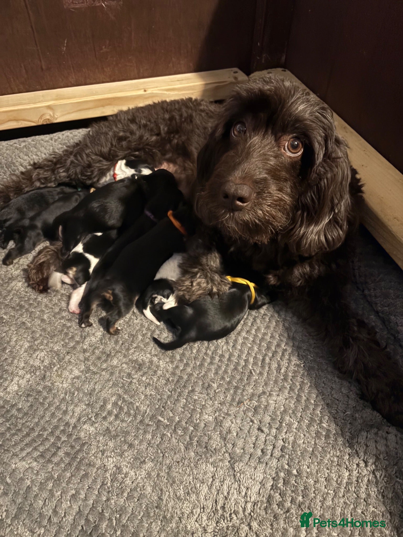 Mixed Breed dogs Beautiful Cavapoo puppies - Advert 3