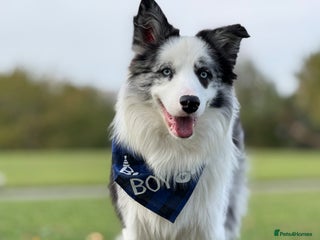 Border Collie dogs - Advert 1