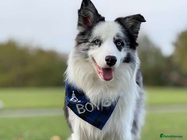 Border Collie dogs - Advert 1