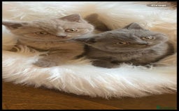 British Shorthair cats for sale: British shorthair kittens for sale  - Image 1
