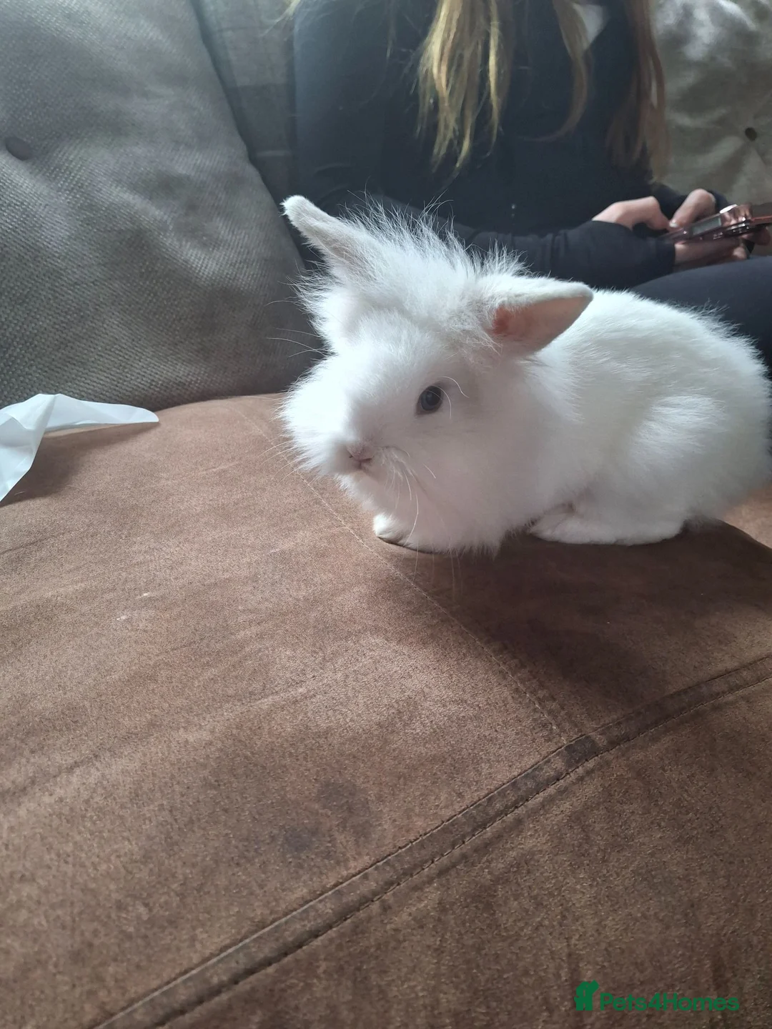 Mixed Breed rabbits for sale: Lionhead lops rabbits in Dudley - Advert 2