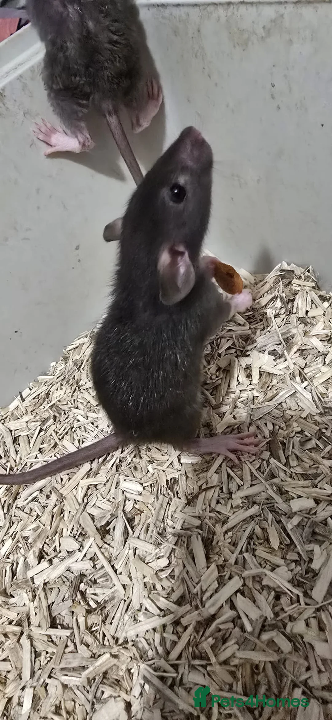 Rat rodents for sale: Rats for sale  - Advert 3