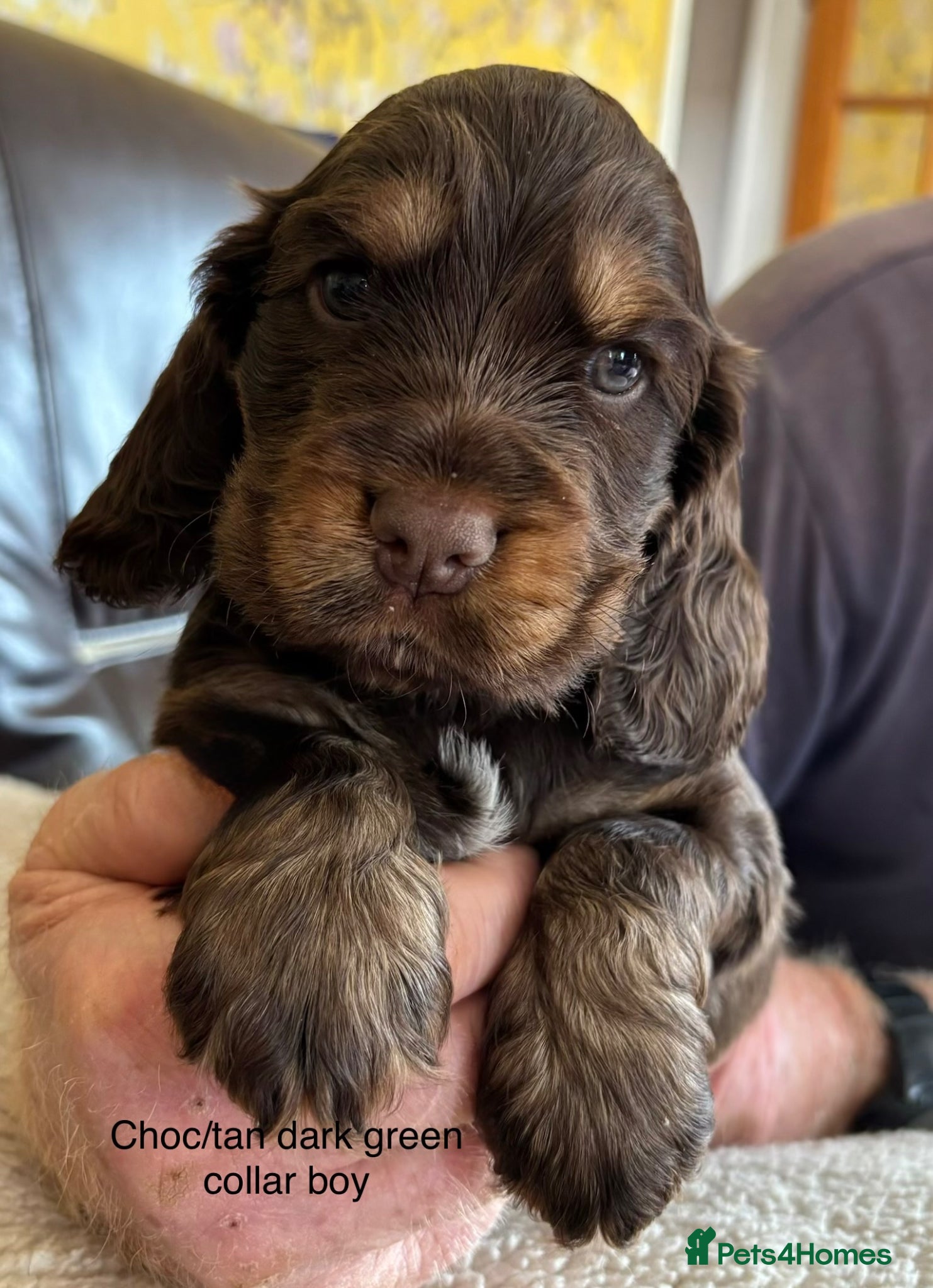 Cocker Spaniel dogs Stunning Litter of Show Cocker Spaniel Puppies - Advert 6