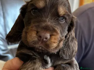 Cocker Spaniel dogs Stunning Litter of Show Cocker Spaniel Puppies - Advert 6