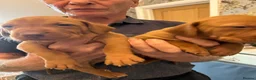 Hungarian Vizsla dogs for sale: Beautiful Smooth haired Hungarian Vizslas  - Advert 5