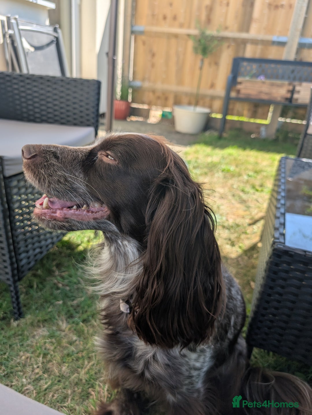 Cocker Spaniel dogs for sale: Female cocker spaniel PLEASE READ ADVERT - Image 3