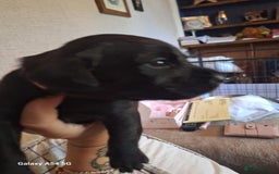 Labrador Retriever dogs for sale: Pedigree Black labrador pups  - Image 13