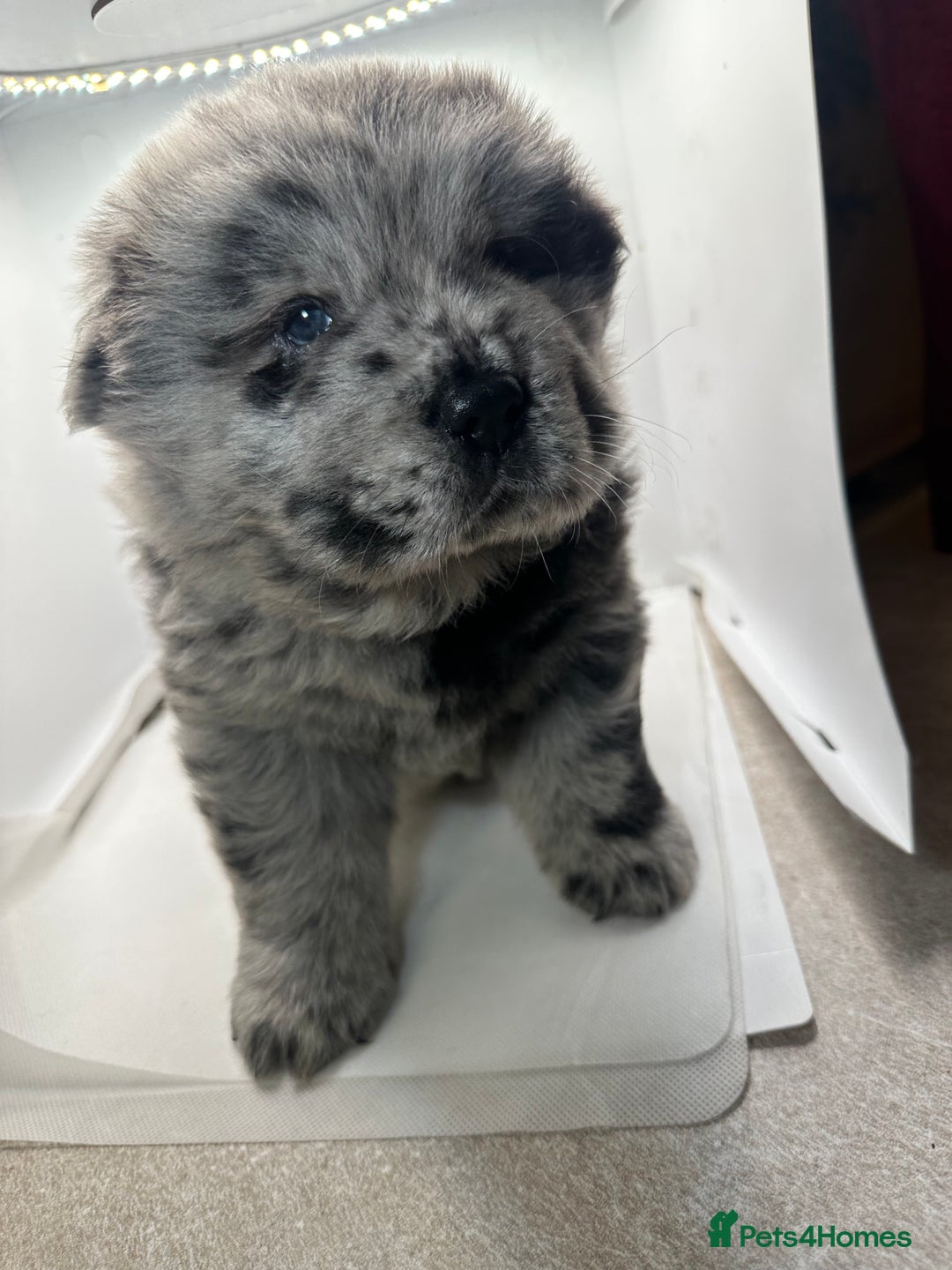 Chow Chow dogs for sale: Merle chow chow  - Advert 15