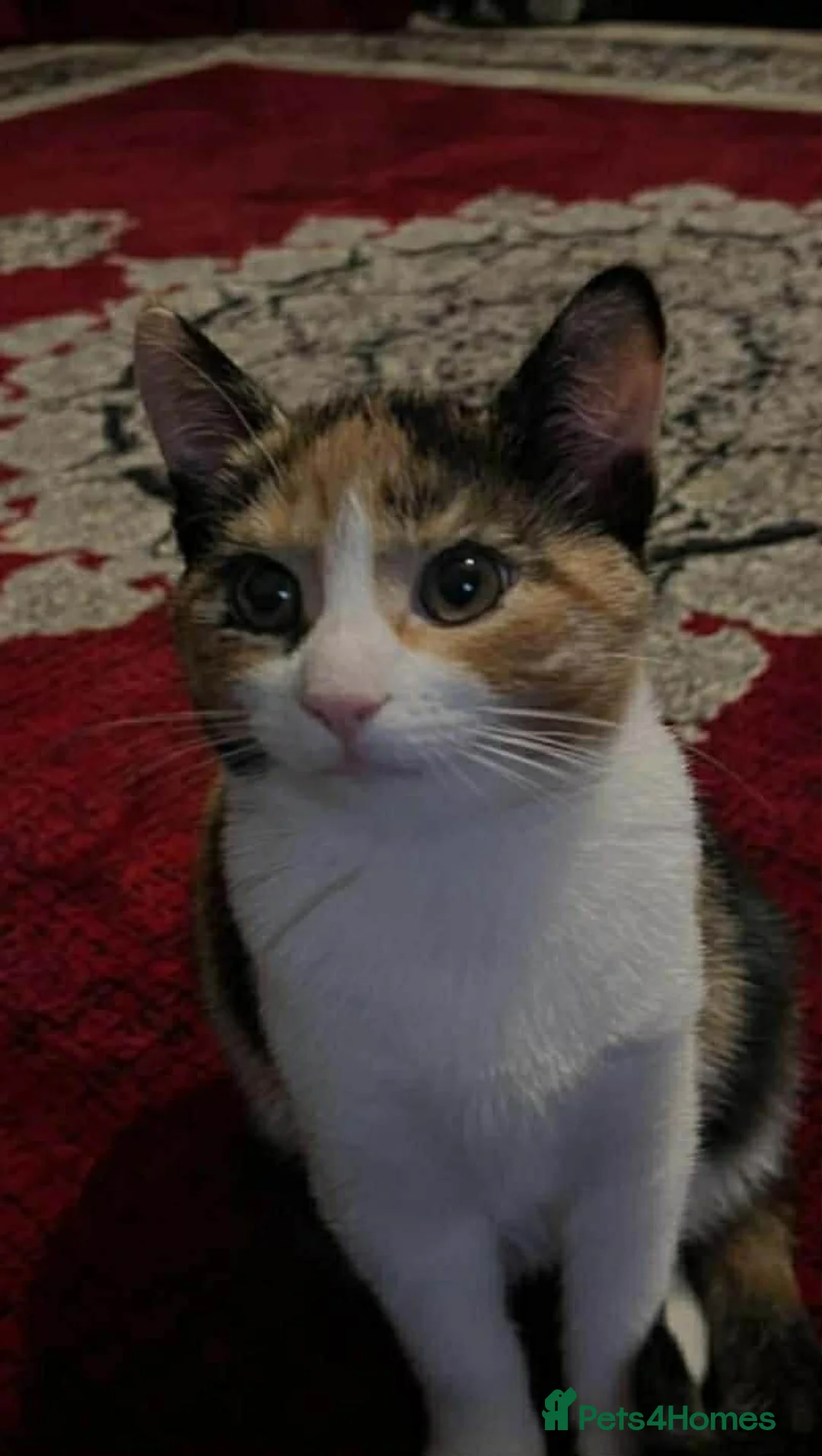 British Shorthair cats for sale: two calio cats  in Bathgate - Advert 2