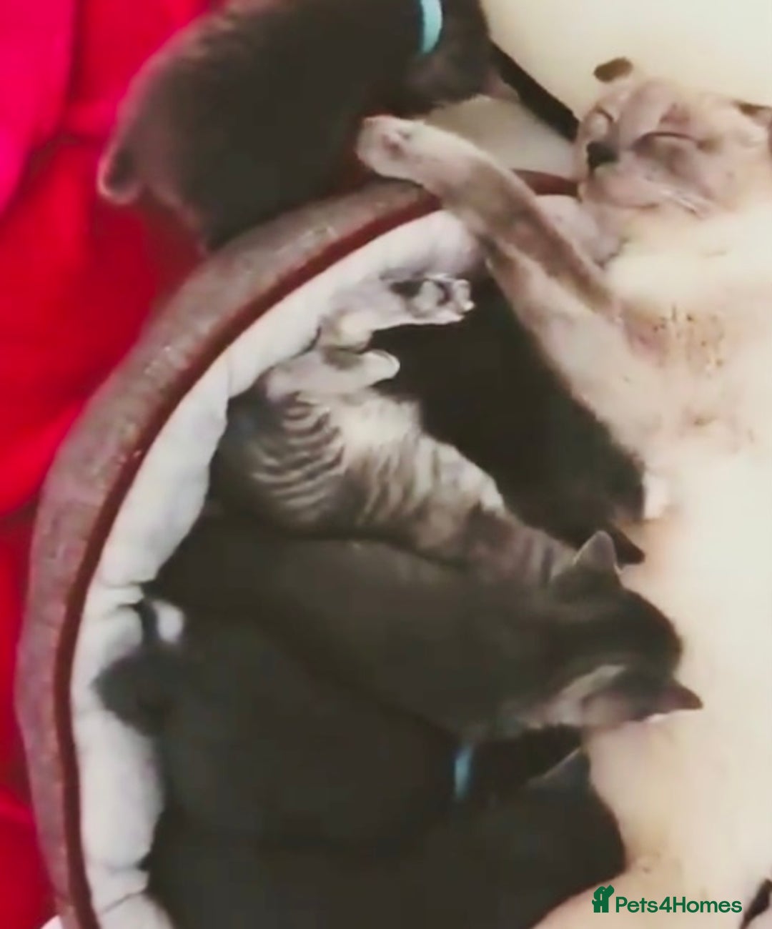 Mixed Breed cats for sale: A lovely litter of Ragdoll Bengal kittens ready  - Advert 6