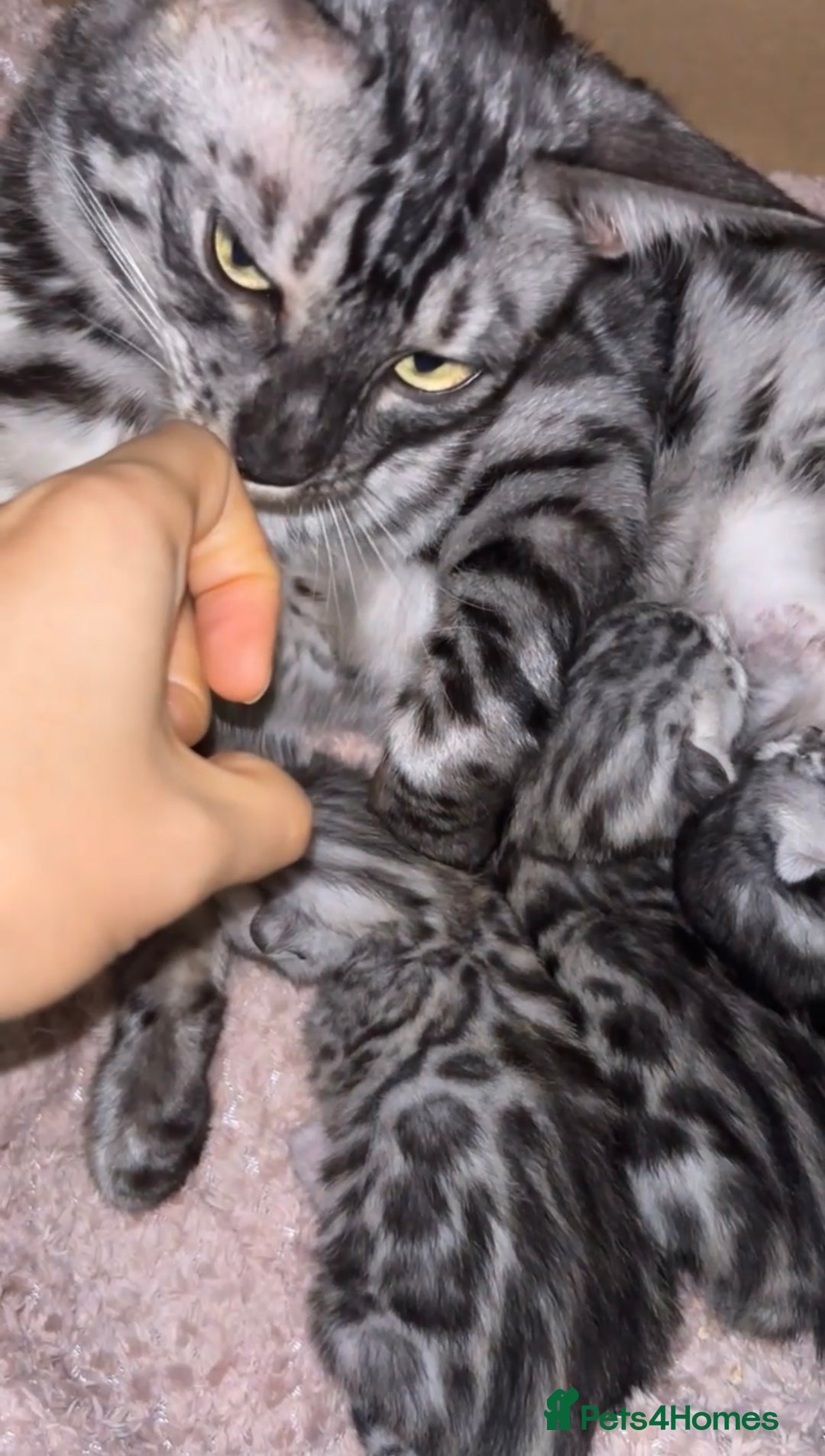 Bengal cats for sale: 🌟Pedigree bengal kittens🌟 - Advert 13