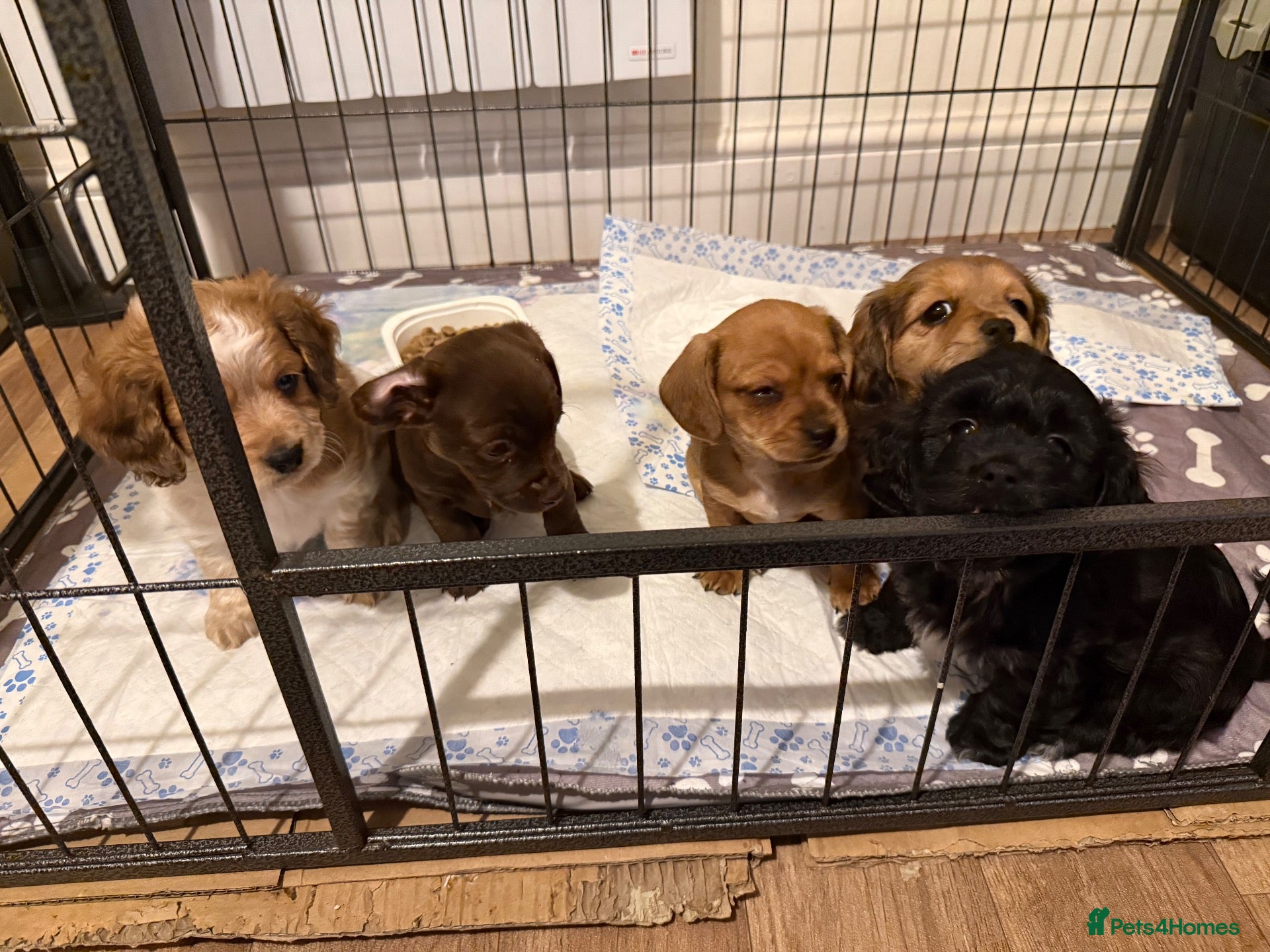 Mixed Breed dogs Miniature Dachshund x Maltese  - Advert 1