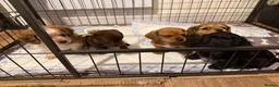 Mixed Breed dogs for sale: Miniature Dachshund x Maltese  - Advert 1