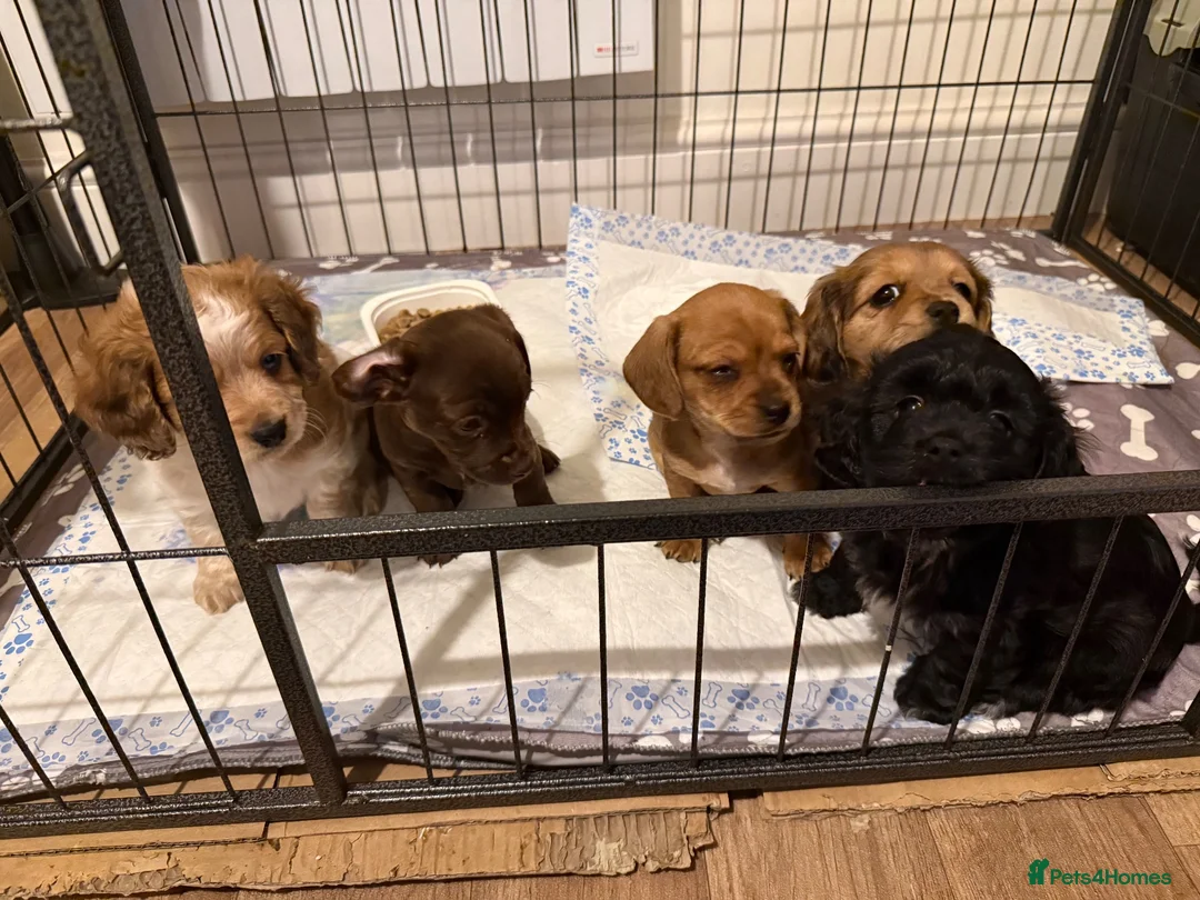Mixed Breed dogs for sale: Miniature Dachshund x Maltese  - Advert 1