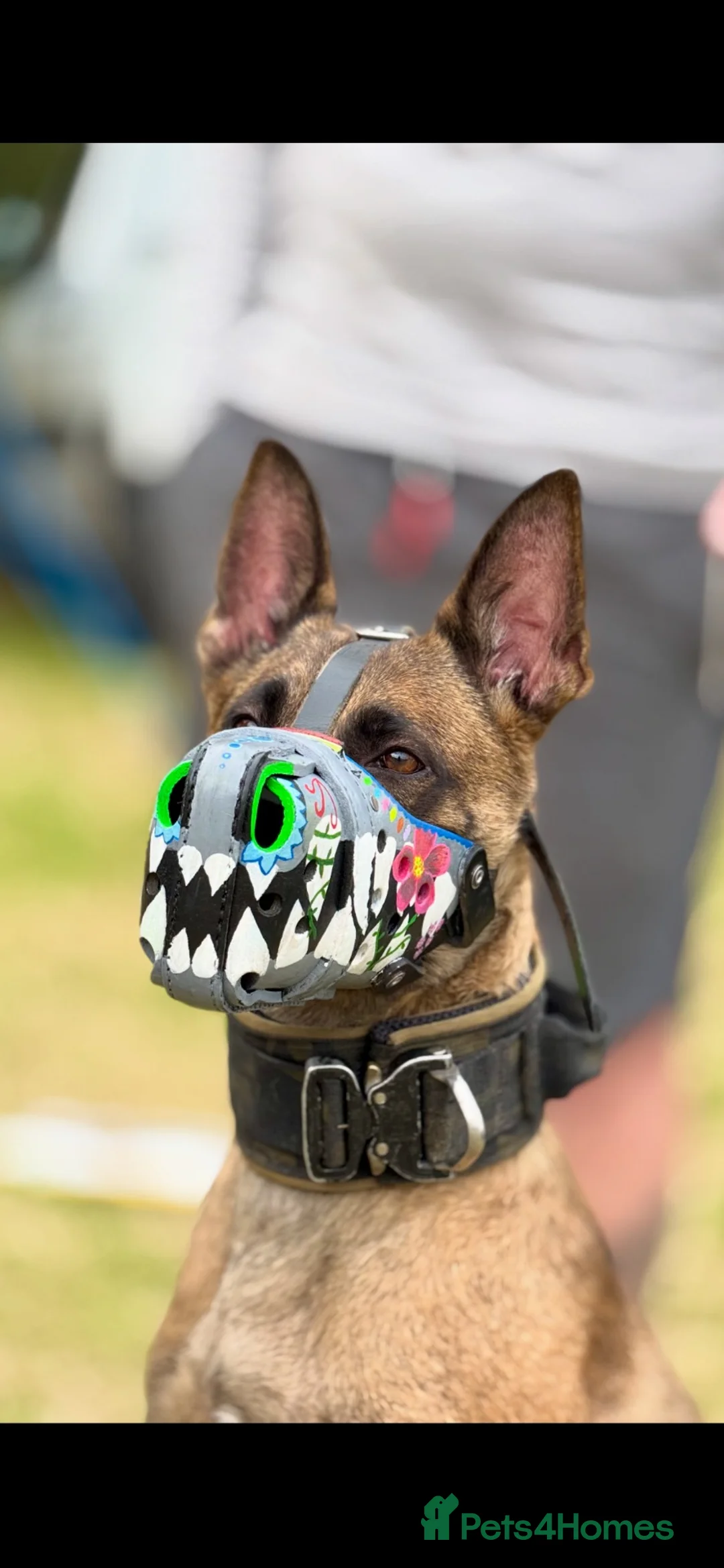 Belgian Shepherd Dog dogs for sale: Belgian Malinois  - Advert 2