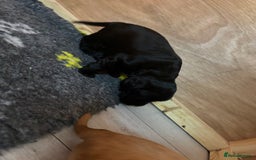 Sprocker dogs for sale: Sprocker Spaniel Puppies  - Image 4