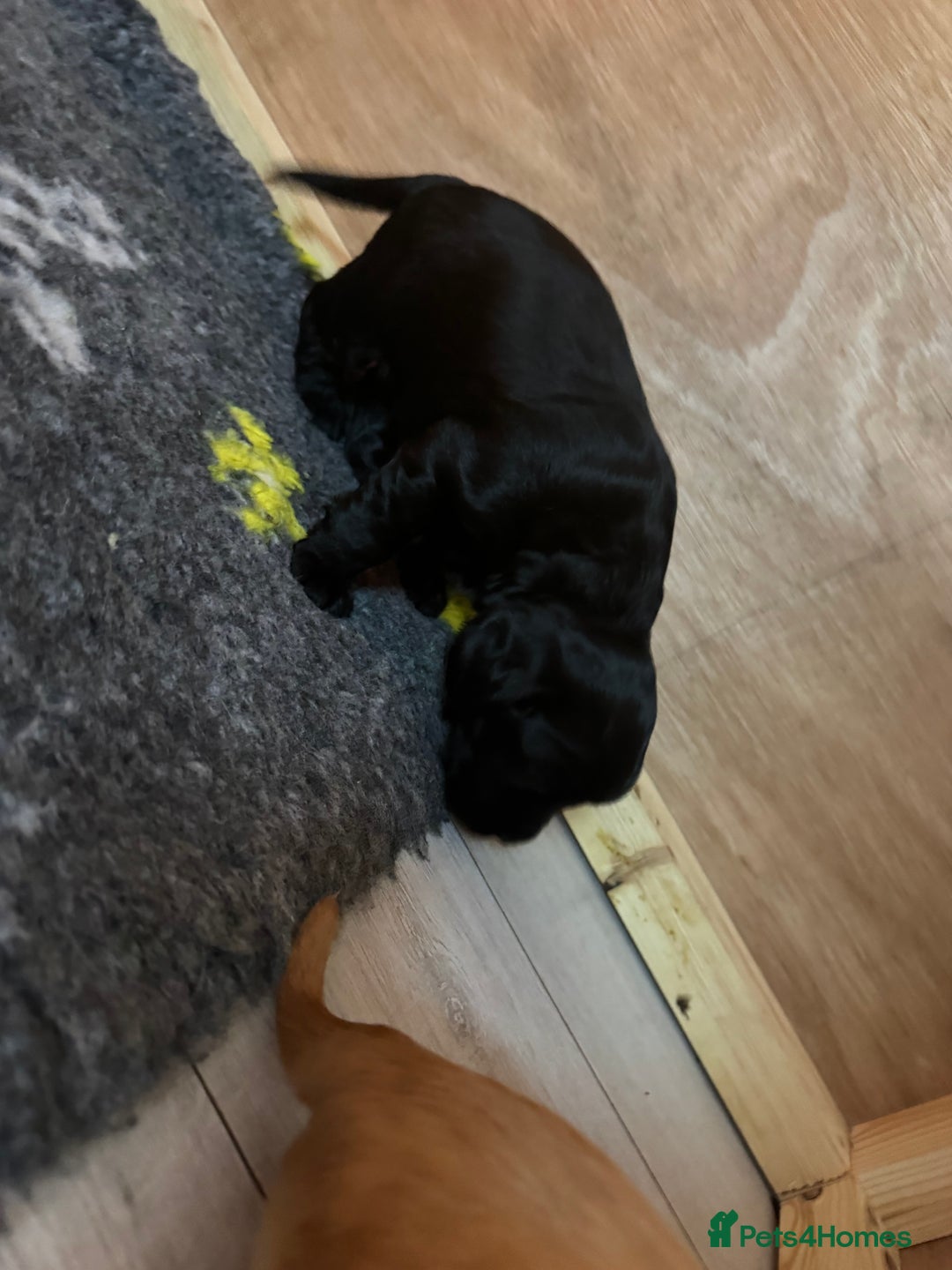 Sprocker dogs for sale: Sprocker Spaniel Puppies  - Image 4