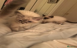 Ragdoll cats for sale: Pedigree Blue & Seal Ragdoll kittens in Oswestry - Image 10