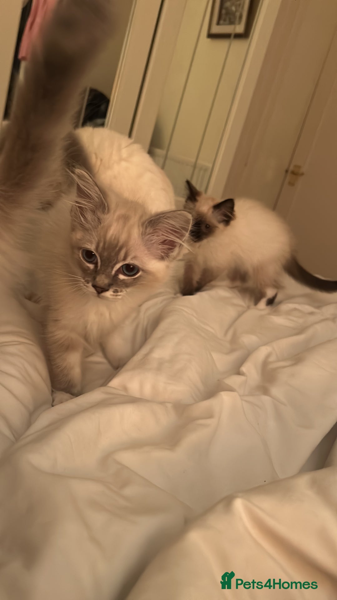 Ragdoll cats for sale: Pedigree Blue & Seal Ragdoll kittens in Oswestry - Image 10