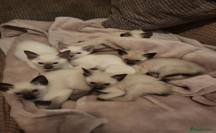 Siamese cats - Advert 2