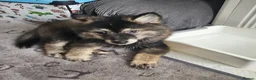 Pomsky dogs for sale: F3 Pomsky Puppies MUST GO - Advert 38