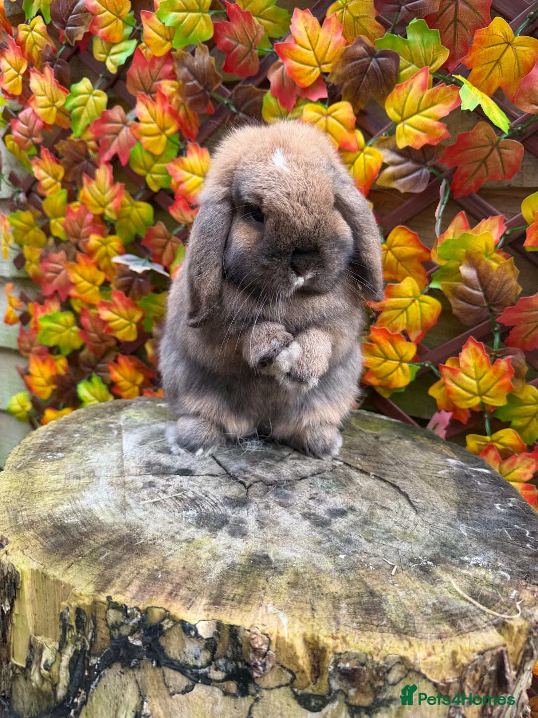 Mini Lop rabbits for sale: Mini Lops available - Advert 22