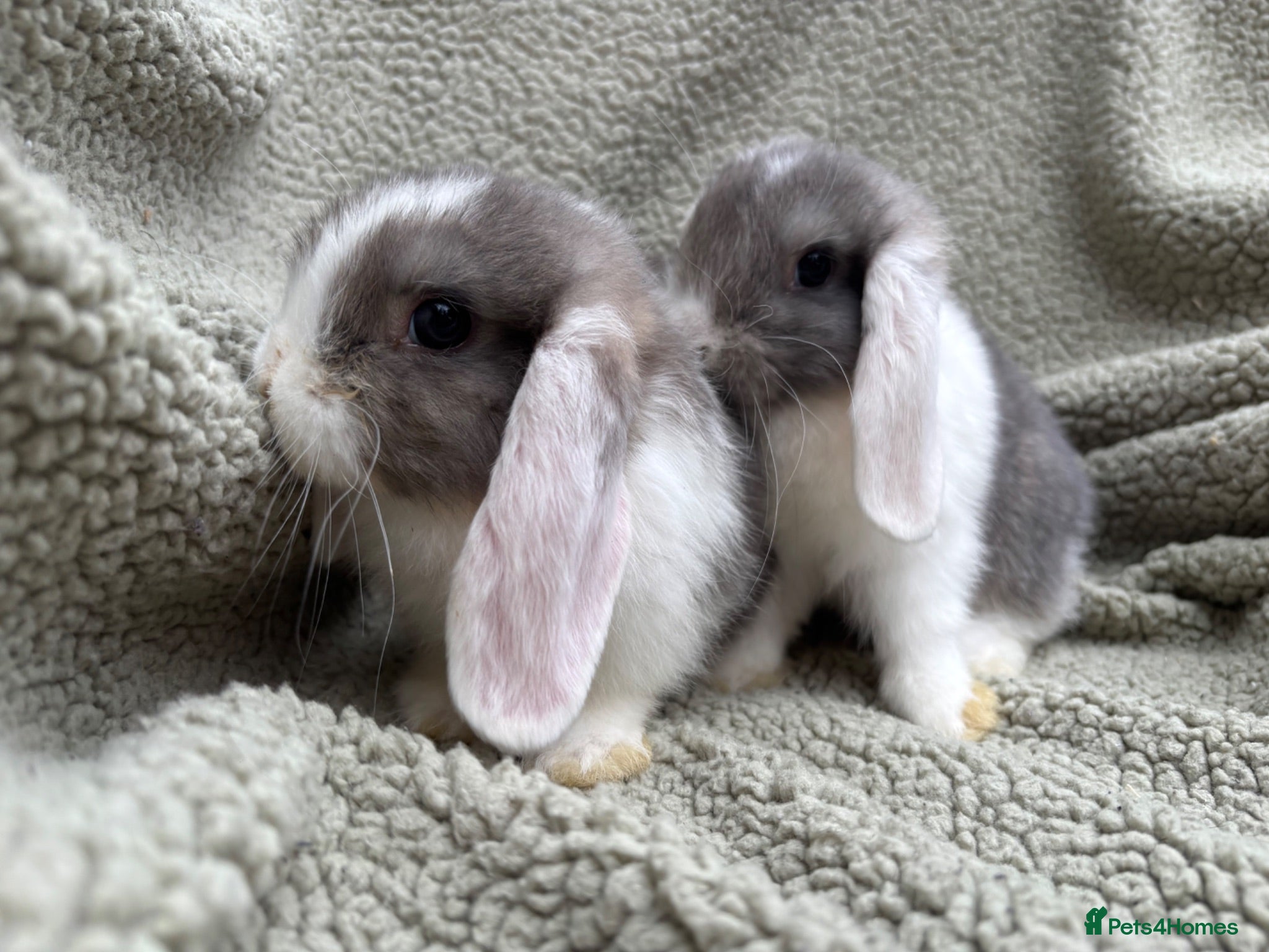 Mini Lop rabbits 2 Male mini lops looking for their forever homes  - Advert 1