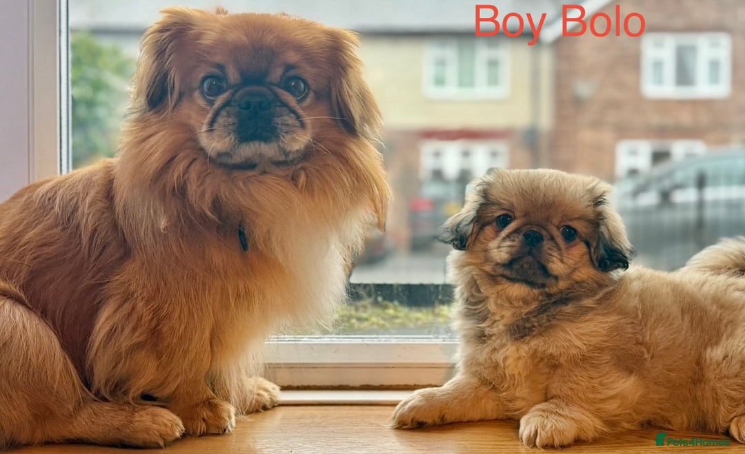 Pekingese dogs for sale: 🐾 Pekingese Puppies for Sale – 2 Girls & 1 Boy 🐾 - Advert 10