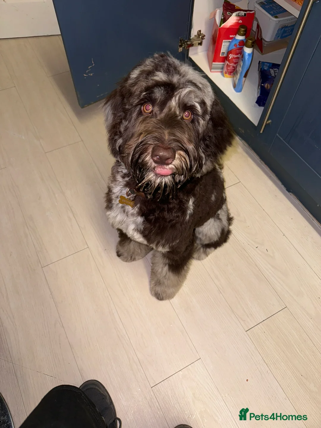 Cockapoo dogs for stud: Multigen Harlequin Merle Cockapoo at Stud in Manchester - Advert 10