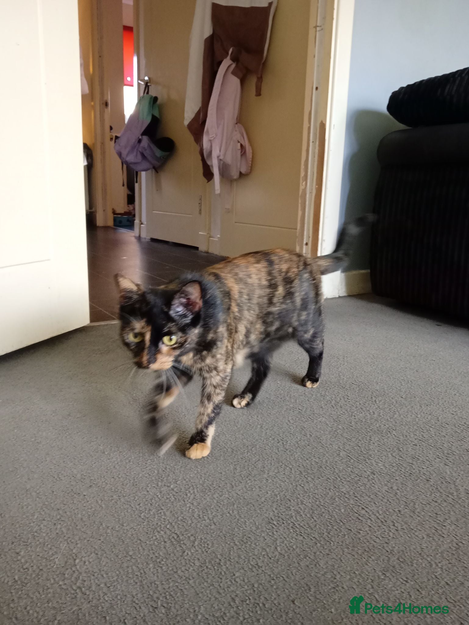 Mixed Breed cats 5 kittens for sale ready in 1 week  - Advert 3